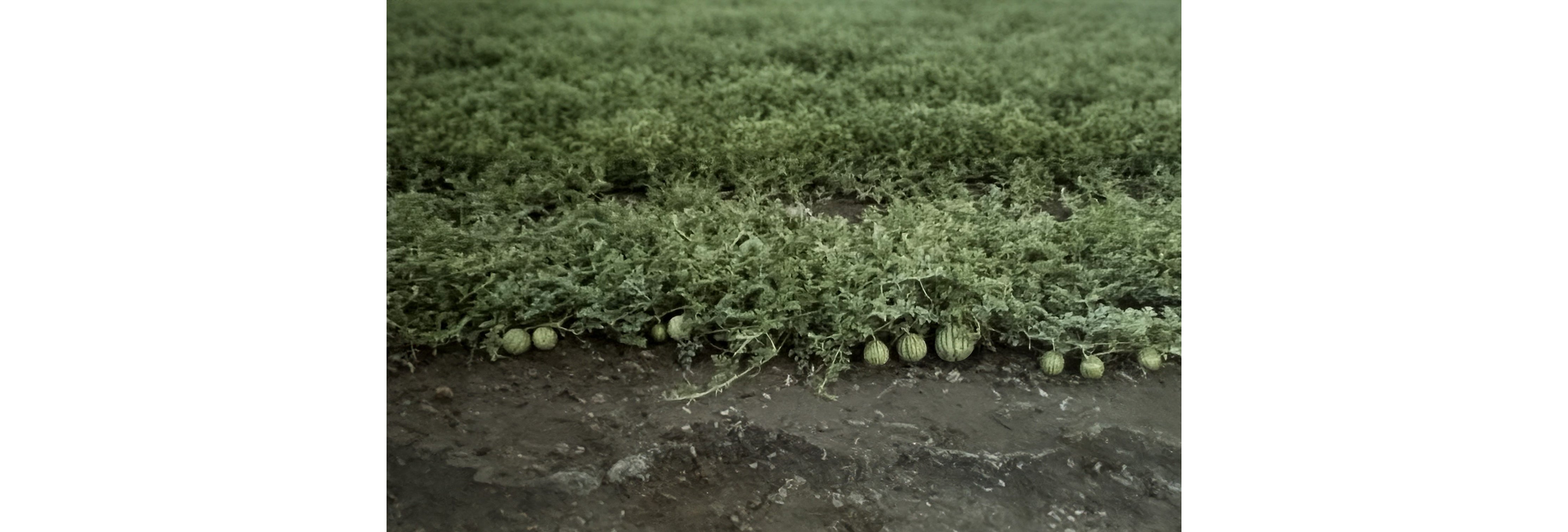 Desktop Banner Image